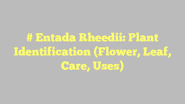 # Entada Rheedii: Plant Identification (Flower, Leaf, Care, Uses)
