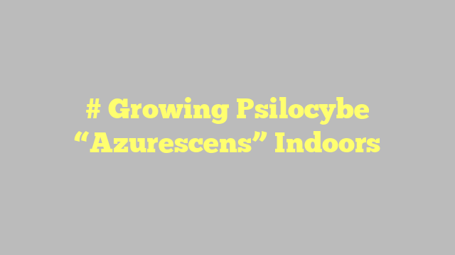 # Growing Psilocybe “Azurescens” Indoors