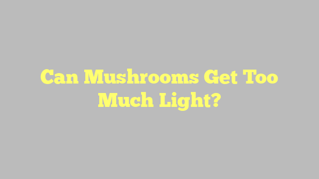 Can Mushrooms Get Too Much Light?