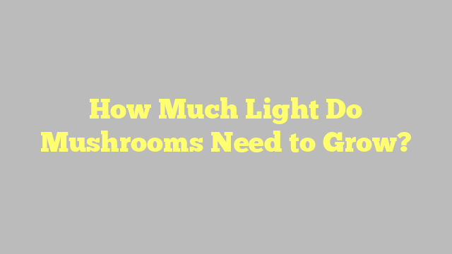 How Much Light Do Mushrooms Need to Grow?