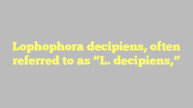 Lophophora decipiens, often referred to as “L. decipiens,”